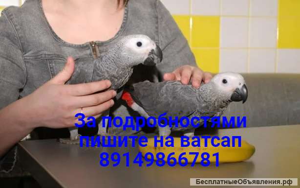 Попугай жако-выкормыши, окольцованые. Ручные.