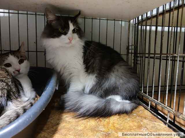 Нельсон, димчато-білий котик пухнастий хвостик, 2 роки | кот, кіт