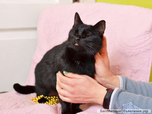 Чорна киця на вдачу, Мелані 2 роки | кошка, кошечка