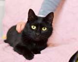 Чорна киця на вдачу, Мелані 2 роки | кошка, кошечка