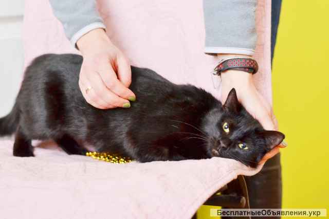 Чорна киця на вдачу, Мелані 2 роки | кошка, кошечка