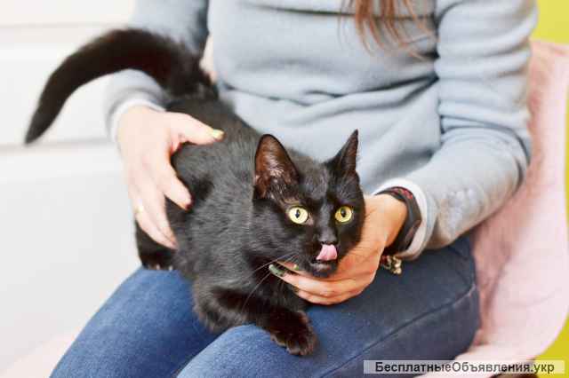 Чорна киця на вдачу, Мелані 2 роки | кошка, кошечка