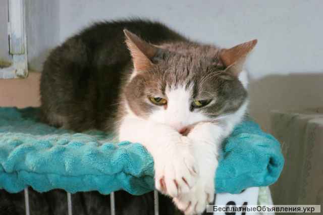 Киця Шеба | Встигніть врятувати, подаруйте шанс на Життя і Майбутнє