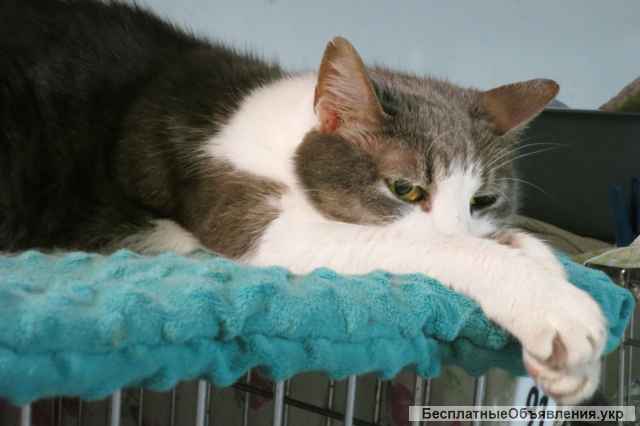 Киця Шеба | Встигніть врятувати, подаруйте шанс на Життя і Майбутнє