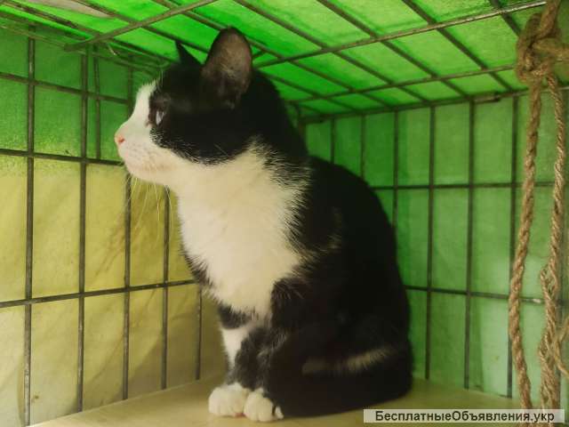 Особлива киця Нота - найніжніша дівчинка 1 рік | кошка, кошечка