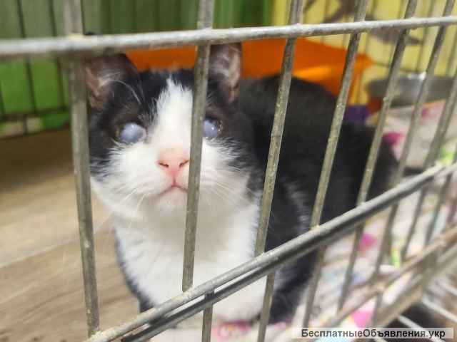 Особлива киця Нота - найніжніша дівчинка 1 рік | кошка, кошечка