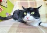 Чорно-біла киця Жанета - пухнасте заспокоєння, 3 роки | кошечка кошка