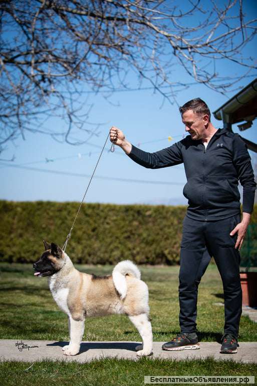 Щенок американской акиты (мальчик)