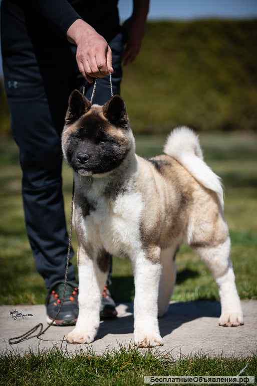 Щенок американской акиты (мальчик)