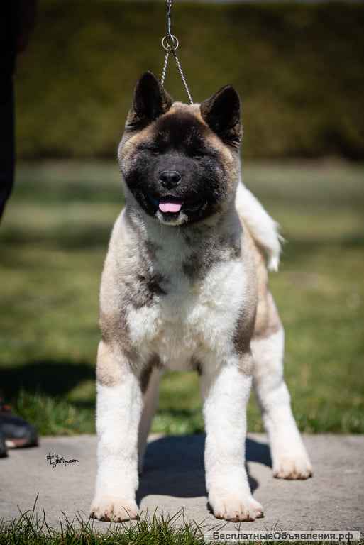 Щенок американской акиты (мальчик)