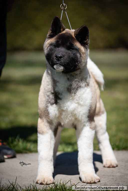 Щенок американской акиты (мальчик)