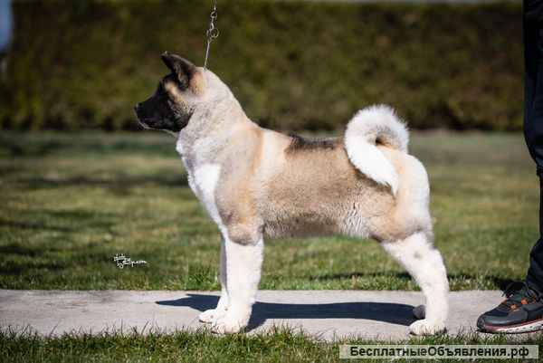 Щенок американской акиты (мальчик)