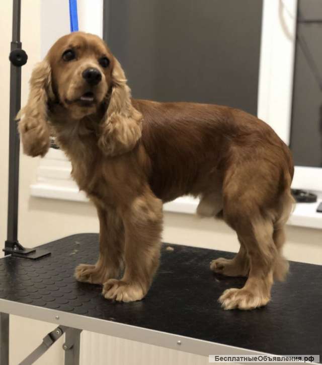 Груминг собак и кошек