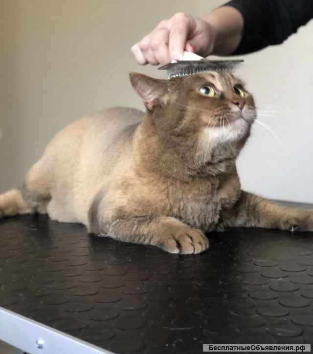 Груминг собак и кошек