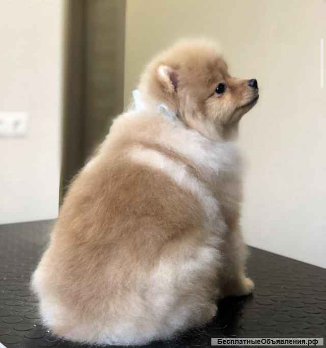 Груминг собак и кошек