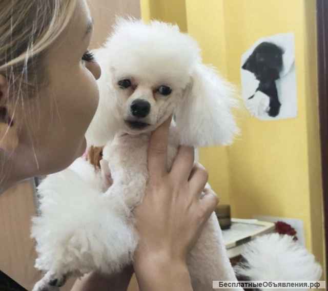 Груминг собак и кошек