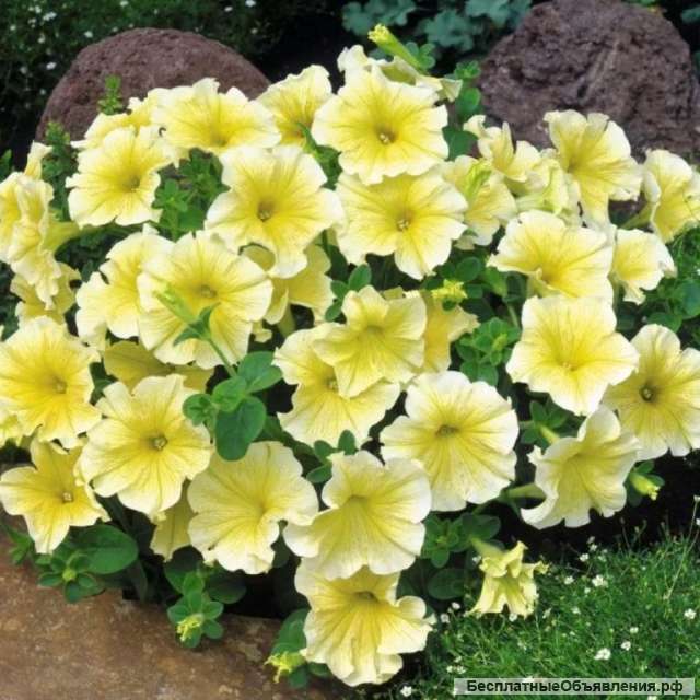 Петуния ампельная в кашпо