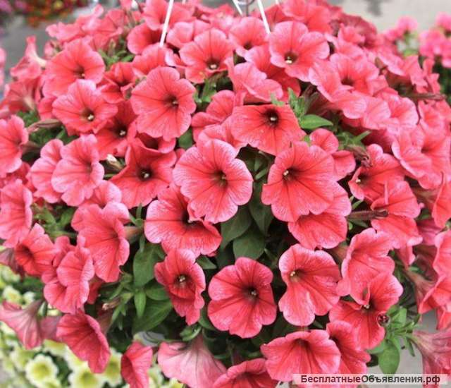Петуния ампельная в кашпо