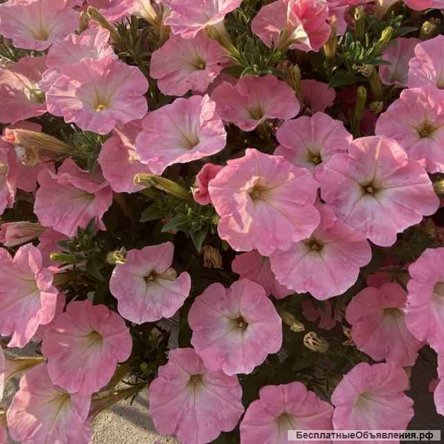 Петуния ампельная в кашпо