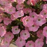 Петуния ампельная в кашпо