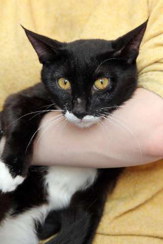 Забавный котик-подросток Джек, ищет свою семью