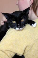 Забавный котик-подросток Джек, ищет свою семью