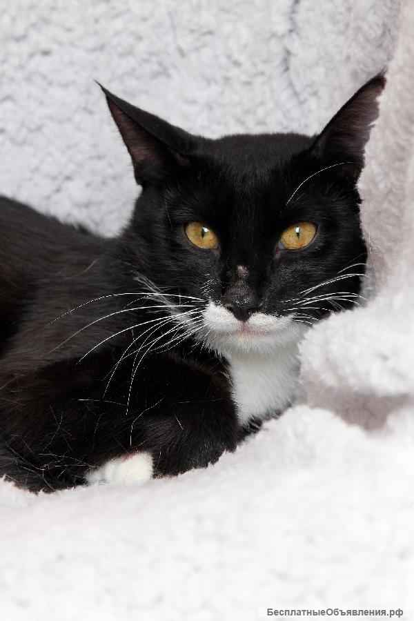 Забавный котик-подросток Джек, ищет свою семью