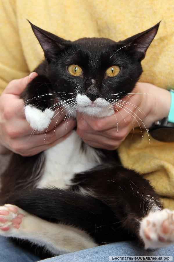 Забавный котик-подросток Джек, ищет свою семью