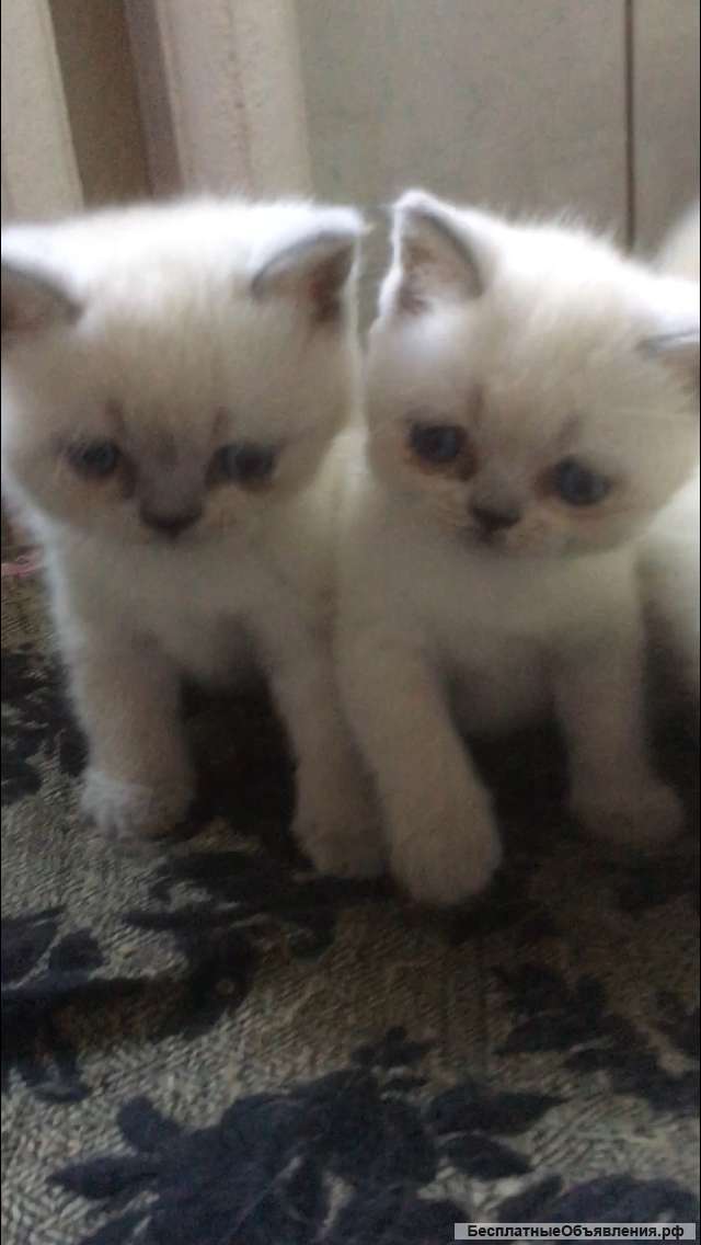 Британские котята чистопородные