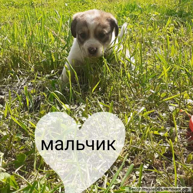 Щенки в добрые руки