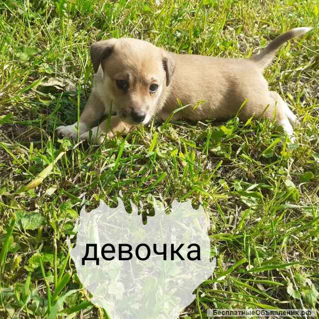 Щенки в добрые руки