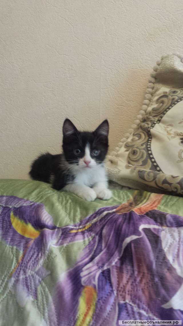 Отдам котят в добрые руки