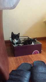 Отдам котят в добрые руки