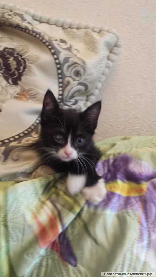 Отдам котят в добрые руки