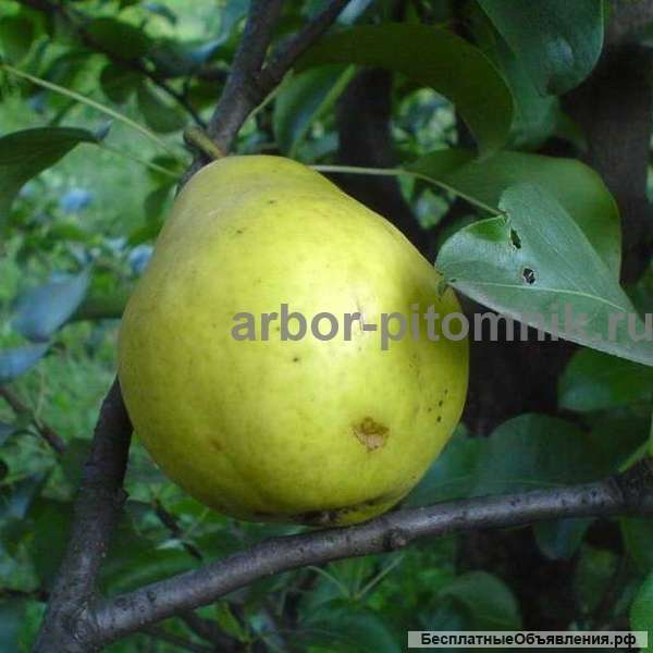 Саженцы груши, крупномеры груш из питомника в Подмосковье