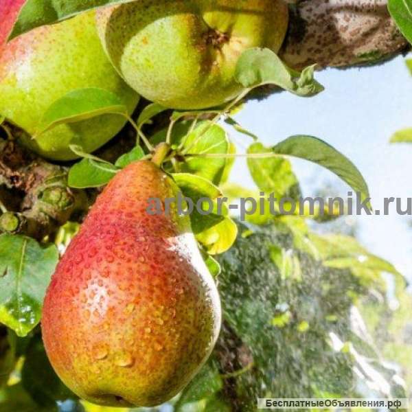 Саженцы груши, крупномеры груш из питомника в Подмосковье