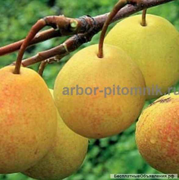 Саженцы груши, крупномеры груш из питомника в Подмосковье