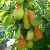 Саженцы груши, крупномеры груш из питомника в Подмосковье