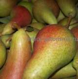 Саженцы груши, крупномеры груш из питомника в Подмосковье