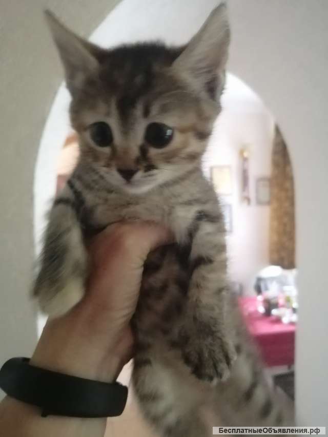 Котята от породистого папы