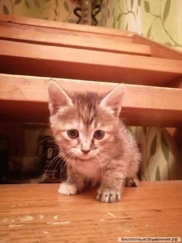 Котята от породистого папы