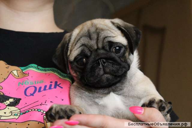 Щенки мопса