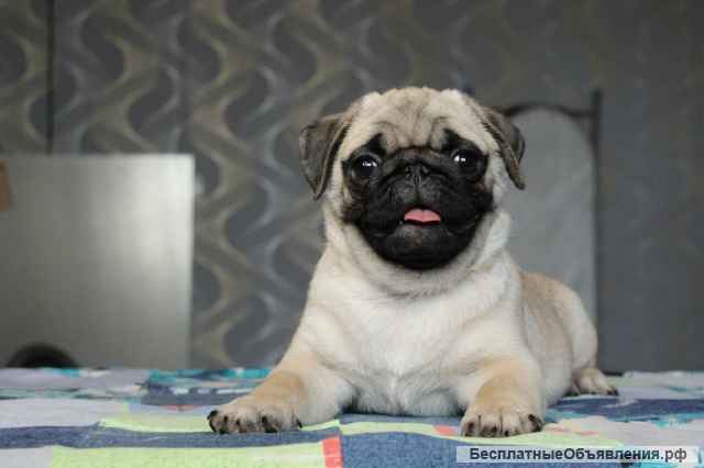 Щенки мопса