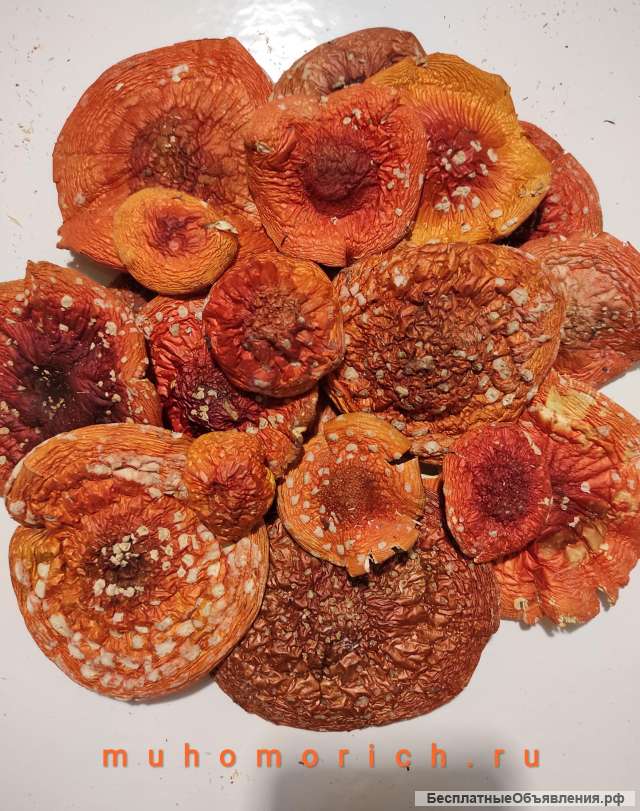 Настойка мухомора красного
