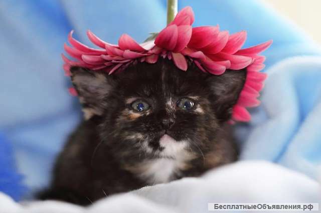 Ищем семью 2-х месячной трёхцветной кошечке