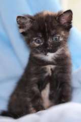 Ищем семью 2-х месячной трёхцветной кошечке