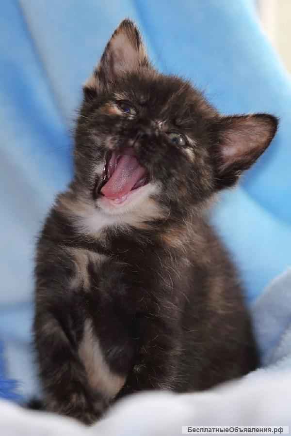 Ищем семью 2-х месячной трёхцветной кошечке