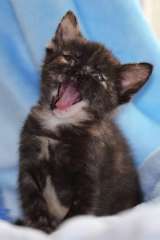 Ищем семью 2-х месячной трёхцветной кошечке