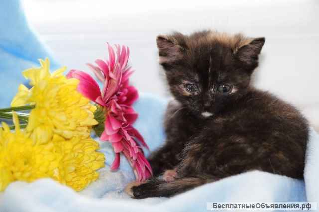 Ищем семью 2-х месячной трёхцветной кошечке