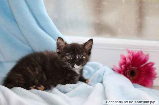 Ищем семью 2-х месячной трёхцветной кошечке